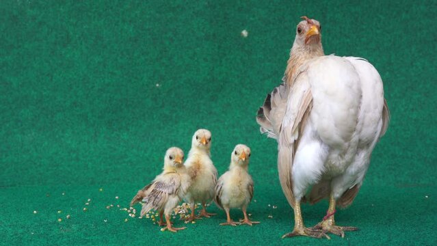 The hen and the yellow serama chicks on a artificial grass background. With Sound.