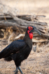 Southern Ground Hornbill stands in the long grass peering down in the search for prey