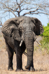 Fototapeta na wymiar African Elephant walking through the grasslands