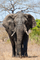 Fototapeta na wymiar African Elephant walking through the grasslands