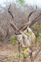 Greater Kudu male, standing on the open grasslands of Africa	