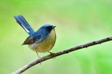 Fototapeta premium lovely grey to blue bird with chubby shape perching on thin branch lifting tail, slaty blue flycatcher
