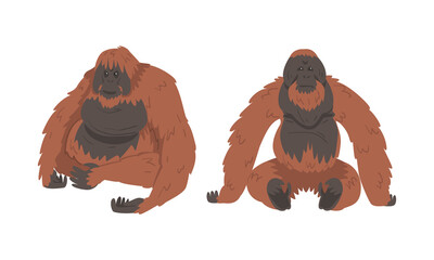 Orangutan Monkey as Arboreal Great Ape with Long Arms Vector Set © topvectors