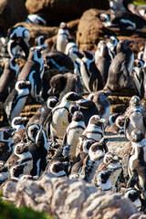 Fototapeta na wymiar African Penguin colony along Boulders Beach, Cape Town