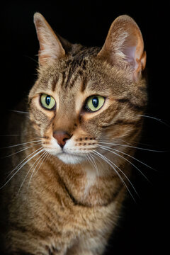 Portrait of a cat of Bengali breed. Felis catus prionailurus bengalensis.