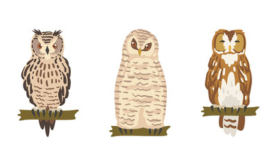 Owl Species as Nocturnal Bird of Prey with Hawk-like Beak and Forward-facing Eyes Perching on Tree Branch Vector Set