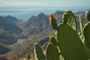 Pricly pear, also known as Fig optunia, Barbary fig, Indian fig opuntia, Spineless cactus on a blurred background © ruthlaguna