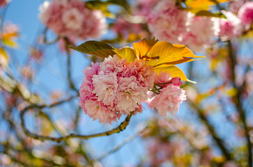 blossom in spring