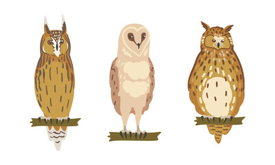 Owl Species as Nocturnal Bird of Prey with Hawk-like Beak and Forward-facing Eyes Perching on Tree Branch Vector Set