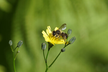 Leafcutter bee (Megachile), family mason bees (Megachilidae) on the yellow flower of common nipplewort (Lapsana communis). Dutch garden. June 