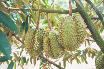 Durians fruit on tree. King of fruits.