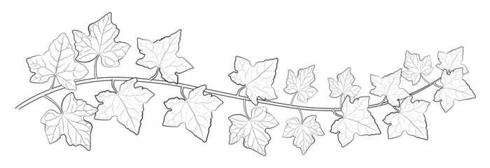 Drawing of ivy leaves. - obrazy, fototapety, plakaty