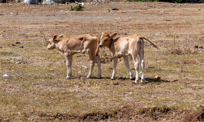 Calves free ranging in open field