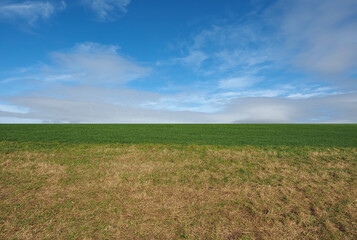 Fototapeta na wymiar landscape with meadow and sky