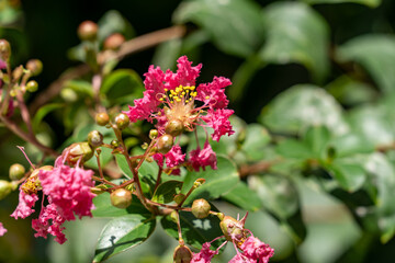 flower of the crape myrtle are in bloom in Japan.