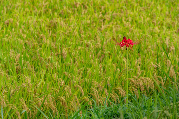 Red spider lily - Lycoris radiata - are bloom beside a paddy fields in Fukuoka.