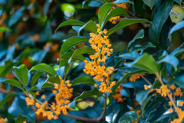 Flower of fragrant olive - Osmanthus fragrans var. aurantiacus - are blooming in JAPAN.