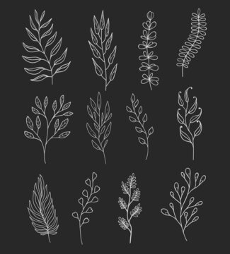 Outline twigs and sprigs, floral embellishments of plants leaves, vector doodle. Twig sprigs, tree or plant branches in sketch line, floral contour of olive leaf or lavender in black and white outline