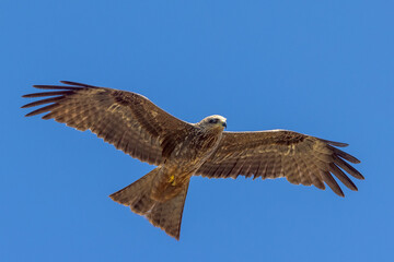 Black Kite in Queensland Australia