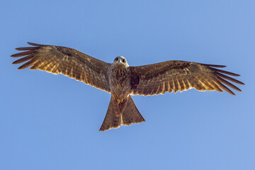 Black Kite in Queensland Australia