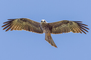 Black Kite in Queensland Australia
