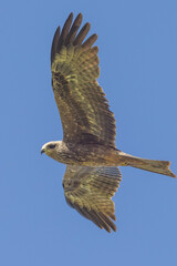 Black Kite in Queensland Australia