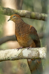 Brown Cuckoo Dove in Queensland Australia