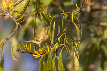 Brown Honeyeater in Queensland Australia
