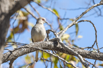 Diamond Dove in Queensland Australia