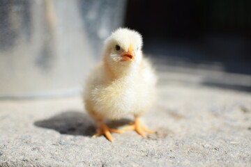 Newborn yellow chicken on the floor, little chicken, chick