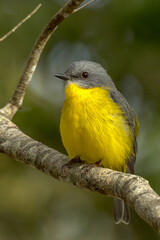 Eastern Yellow Robin in Queensland Australia