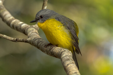 Eastern Yellow Robin in Queensland Australia