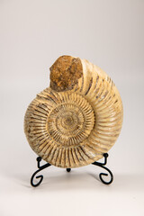 Vertical close up shot of the big ammonite fossil on a stand isolated on white, copy space for text, background, wallpaper