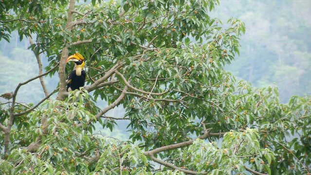 hornbill on the tree in the forest