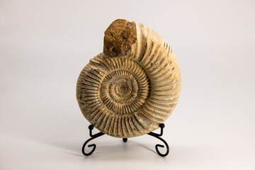 Horizontal background image of the big ammonite fossil on a stand isolated on white, copy space for text, wallpaper, dark shadows in the front
