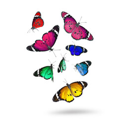 Obraz premium Many beautiful colorful butterflies flying on white background