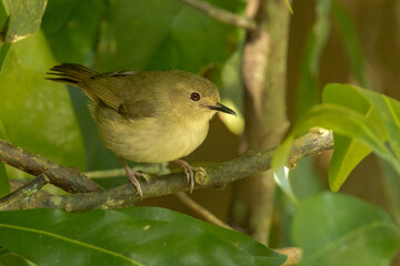 Large-billed Scrubwren in Queensland Australia