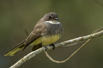 Olive-backed Sunbird in Queensland Australia