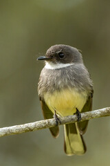 Olive-backed Sunbird in Queensland Australia