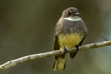 Olive-backed Sunbird in Queensland Australia