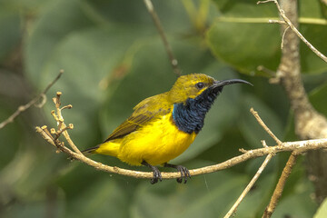 Olive-backed Sunbird in Queensland Australia
