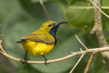 Olive-backed Sunbird in Queensland Australia