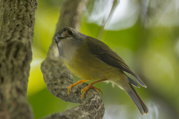 Pale Yellow Robin in Queensland Australia