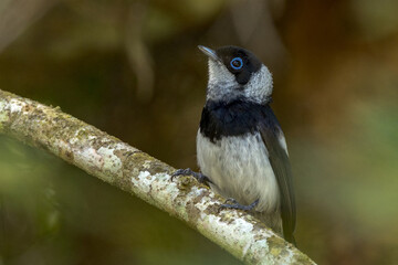 Pied Monarch in Queensland Australia