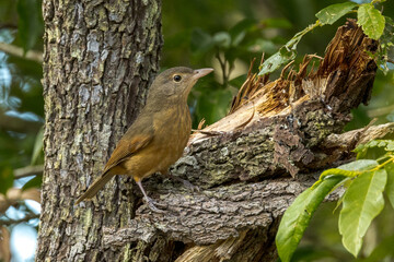 Rufous Shrike Thrush in Queensland Australia