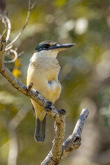 Sacred Kingfisher in Queensland Australia