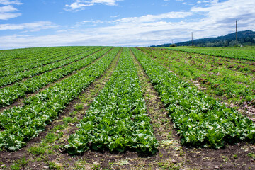 Fototapeta na wymiar Lettuce Farm, Victoria, British Columbia, Canada