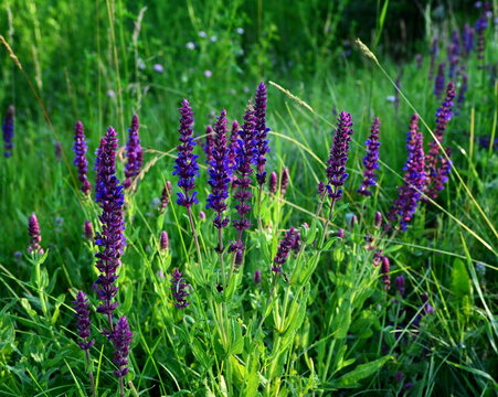 Blooming salvia among the summer steppe herbs
