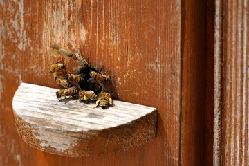 A lot of honey bees in the entrance to a wooden beehive.