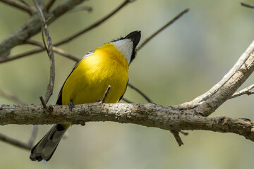 Yellow-breasted Boatbill in Queensland Australia